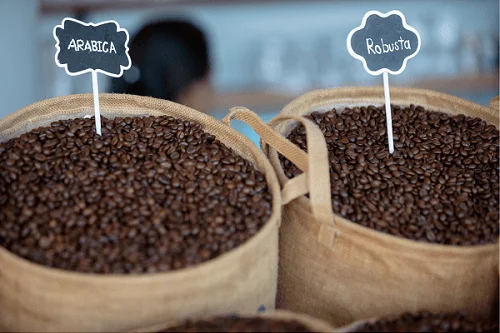 Arabica vs. Robusta: Understanding the Differences in Coffee Bean Varieties