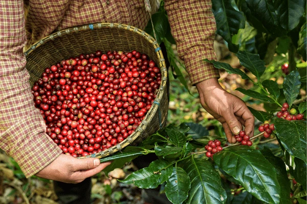 The Evolution of Coffee Beans From Wild Plant to Cultivated Crop