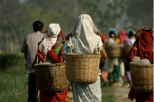 Araku Organic Coffee