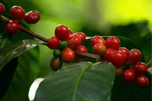 Post Harvet Coffee Processing Methods: Washed, Honey, Natural